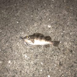 久々ライトゲーム