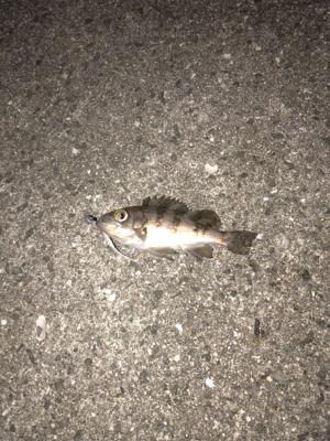 久々ライトゲーム