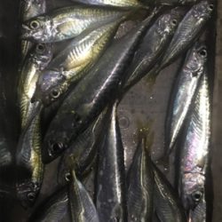 令和初イカ撃沈