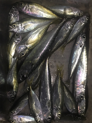 令和初イカ撃沈