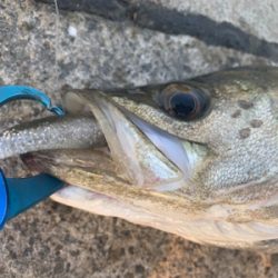 活性高し!シーバスマルチ♫