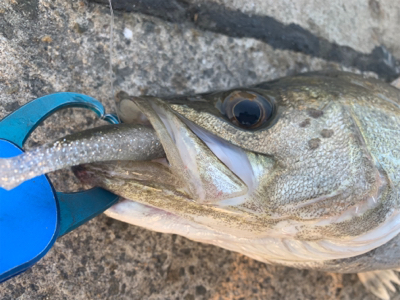 活性高し!シーバスマルチ♫