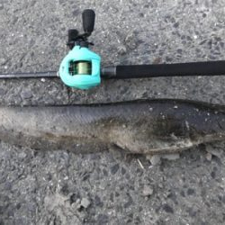 久々ナマズゲーム