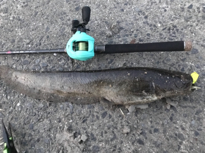 久々ナマズゲーム