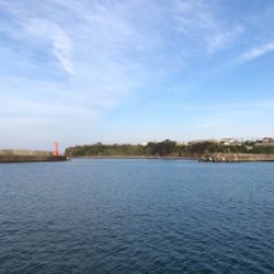 うん？春アオリ？