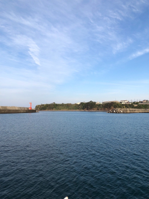 うん？春アオリ？