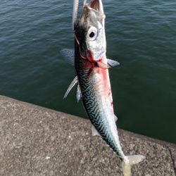 ショアジギングで青物!