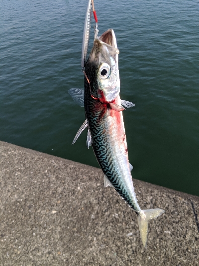 ショアジギングで青物!