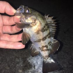 明石周辺ライトゲーム