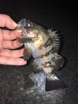 明石周辺ライトゲーム