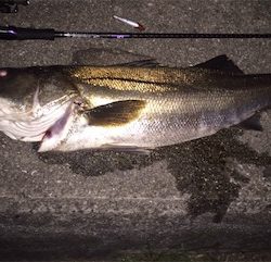 シーバスゲーム