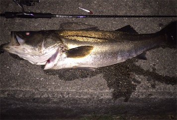 シーバスゲーム