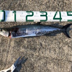 中々のサイズ！！