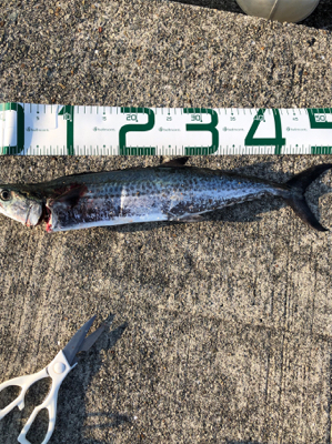 中々のサイズ！！