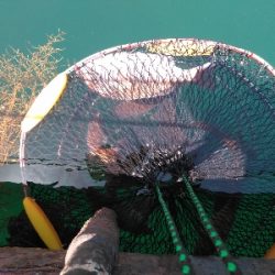 令和初、海上釣堀オーパ!