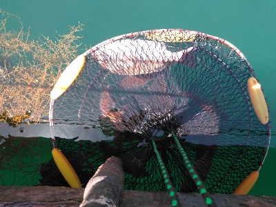 令和初、海上釣堀オーパ!