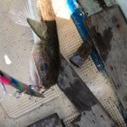 近場ショート便