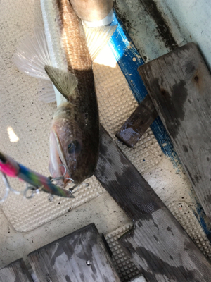 近場ショート便