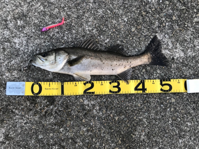 今週も行って来ました〜！