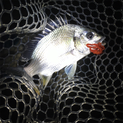 淀川ブリームゲーム ナイトゲーム