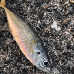 まわってきてます