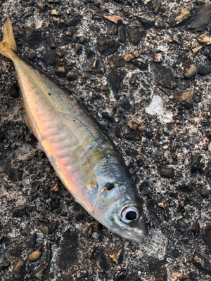 まわってきてます