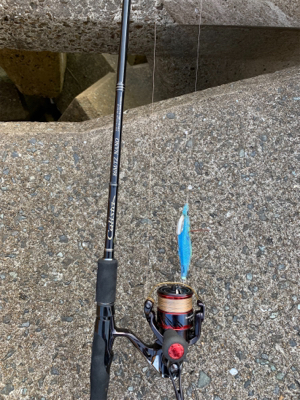 エギング、フラットフィッシュ