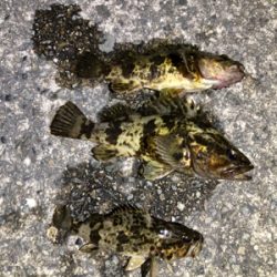 タケノコメバル