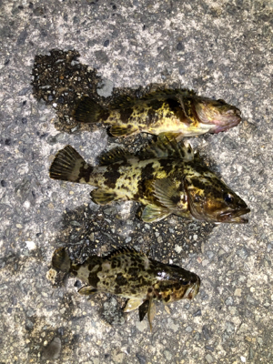 タケノコメバル