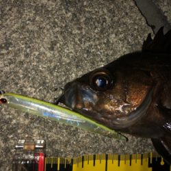 バチ抜けメバル