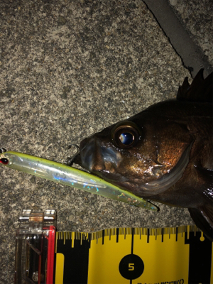 バチ抜けメバル