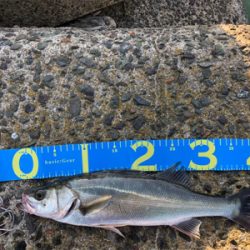 令和初シーバスww