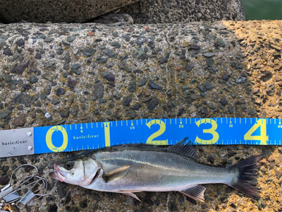 令和初シーバスww