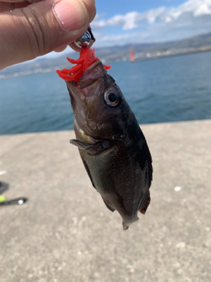 今シーズン初の沖堤釣行