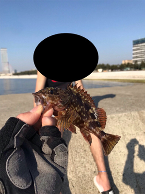 癒し系ガッシー