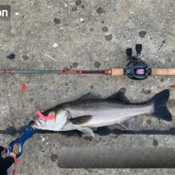 力漲る鰯付きシーバス！！