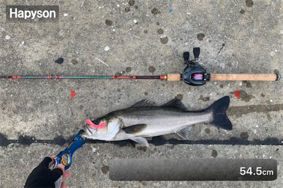 力漲る鰯付きシーバス！！