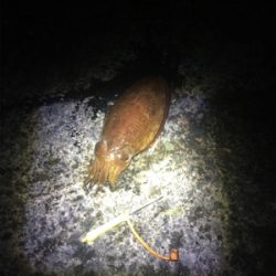 コウイカ釣行