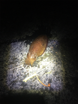 コウイカ釣行