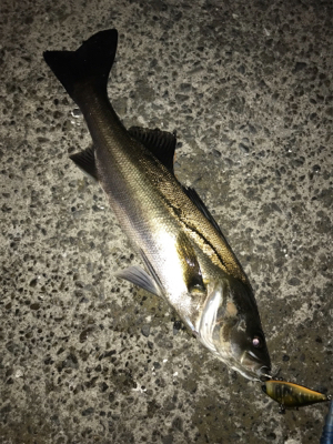 イワシ付きシーバス？