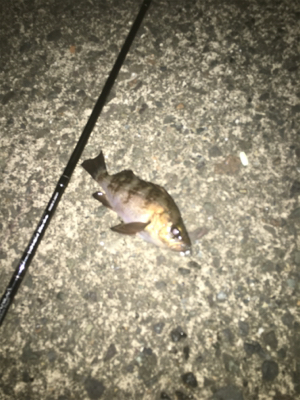 親父たちの釣行 和歌山編‼&…