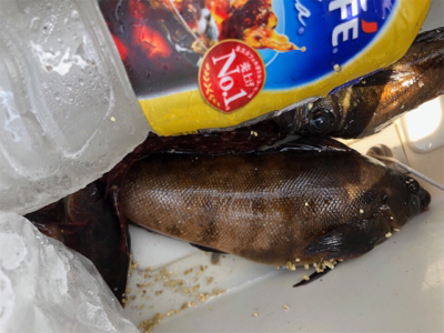 アイナメ、メバル、ガシラ