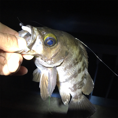 大阪湾奥アジング デカメバル