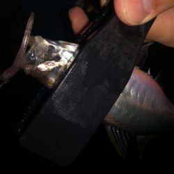 アジング好調！