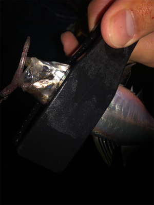 アジング好調！