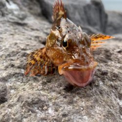 今季初オオモンハタ