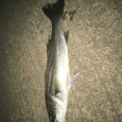 シーバスとアジ