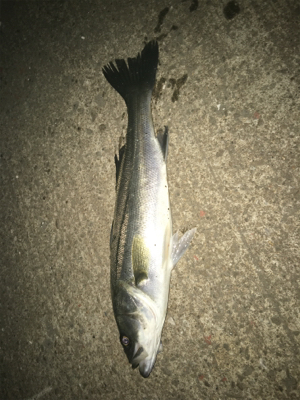 シーバスとアジ