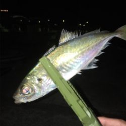 明日は仕事だけど…