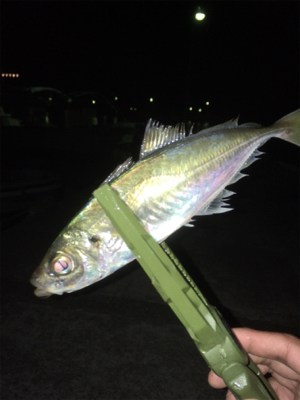 明日は仕事だけど…